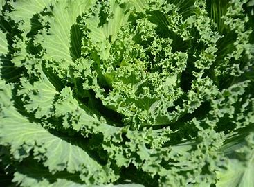 The benefits of adding greens powders to your smoothies
